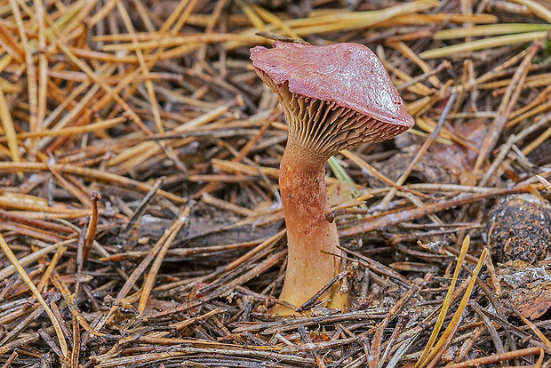 sliziak lepkavý Chroogomphus rutilus (Schaeff.) O.K. Mill.