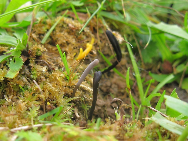 kyjačik Clavaria sp.