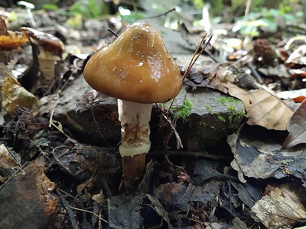 pavučinovec Cortinarius sp.