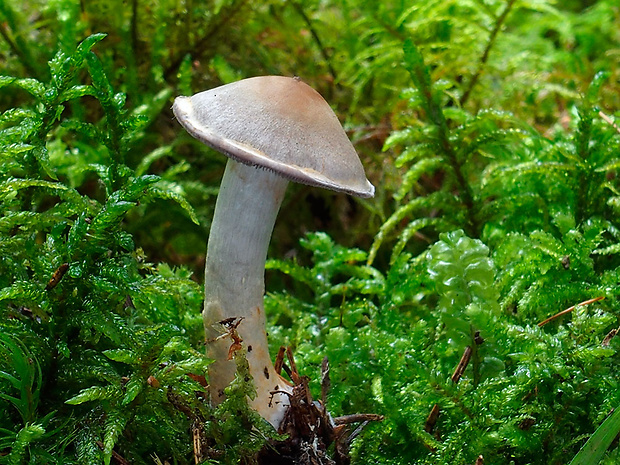 pavučinovec Cortinarius sp.