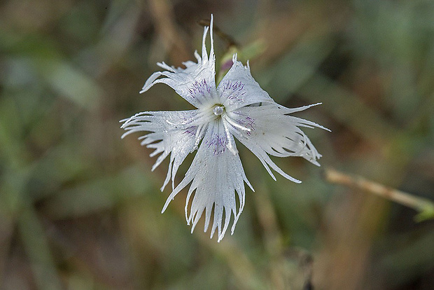 klinček neskorý Dianthus serotinus Waldst. et Kit.