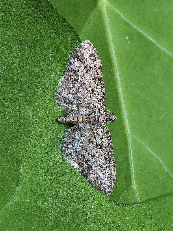 kvetnatka javorová Eupithecia inturbata