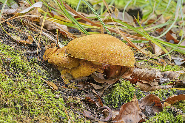 šupinovec nádherný Gymnopilus junonius (Fr.) P.D. Orton