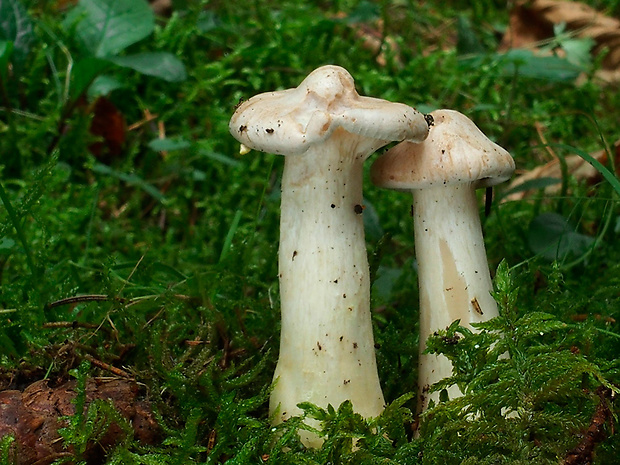 strmuľka veľká Infundibulicybe geotropa (Bull.) Harmaja