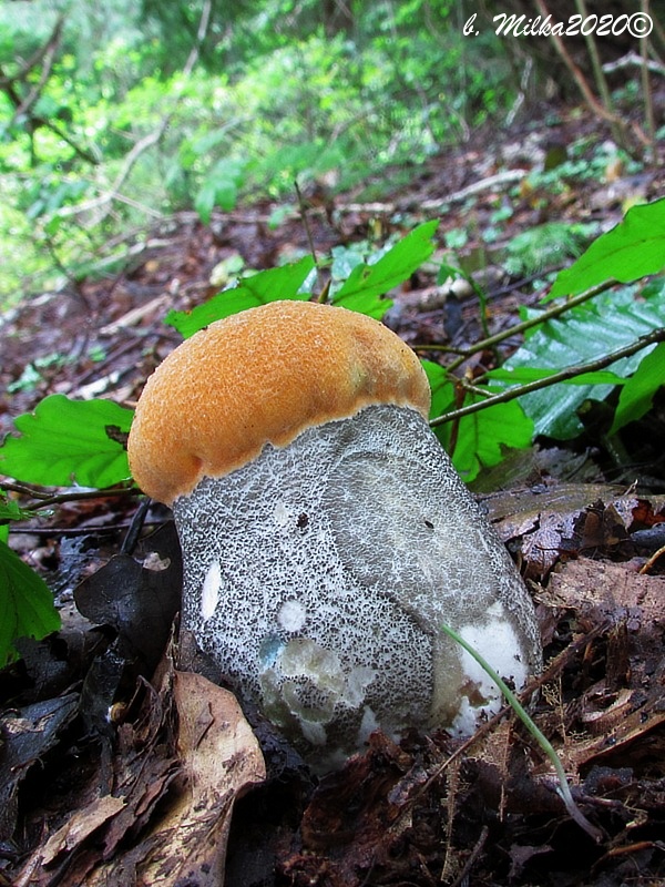 kozák žltooranžový Leccinum versipelle (Fr. & Hök) Snell