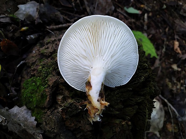 hliva dubová Pleurotus dryinus (Pers.) P. Kumm.