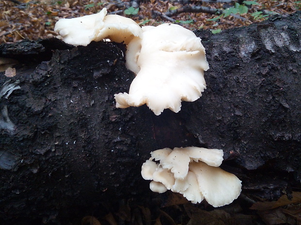 hliva Pleurotus sp.