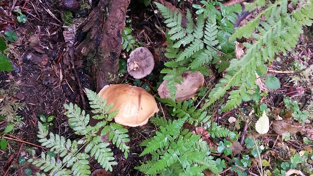 masliak obyčajný Suillus luteus (L.) Roussel