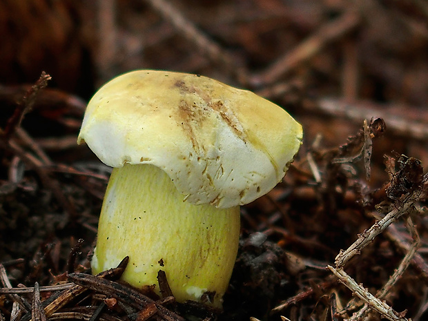 čírovka sírovožltá Tricholoma sulphureum (Bull.) P. Kumm.