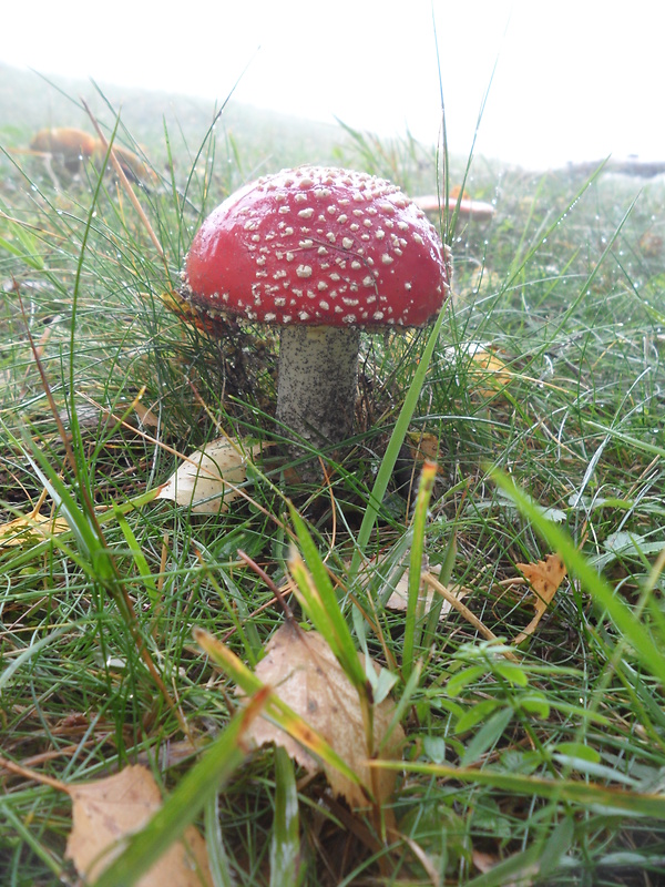 muchotrávka červená Amanita muscaria (L.) Lam.