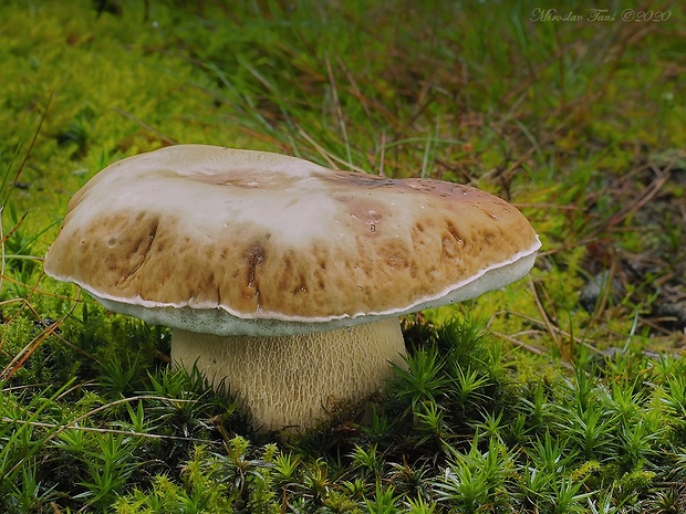 hríb smrekový Boletus edulis Bull.