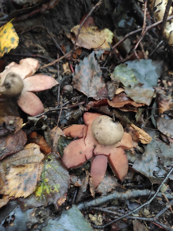 hviezdovka Geastrum sp.