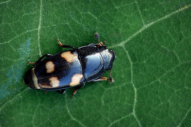 blyskáčik (sk) / lesknáček (cz) Glischrochilus quadrisignatus Say, 1835