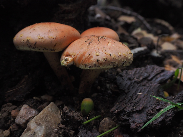 strapcovka tehlovočervená Hypholoma lateritium (Schaeff.) P. Kumm.