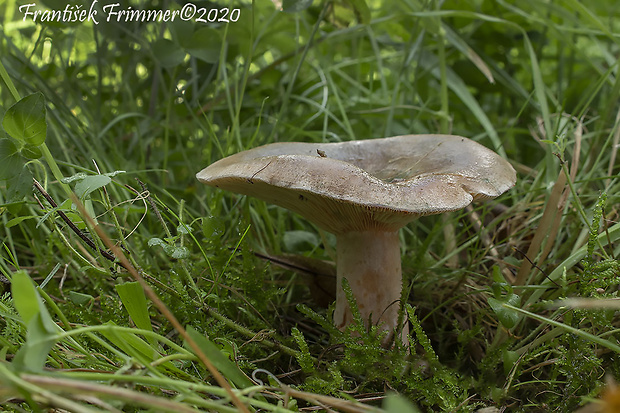 rýdzik oranžovokrvavý Lactarius semisanguifluus R. Heim & Leclair