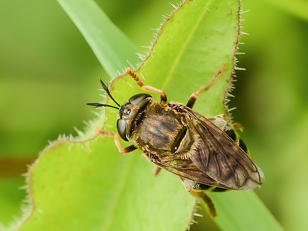 pestrica mravčia Microdon devius