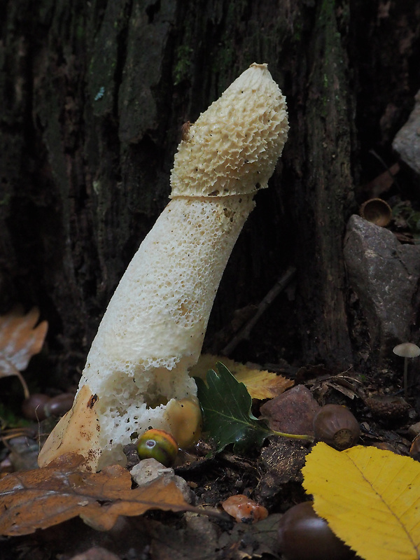 hadovka smradľavá Phallus impudicus L.