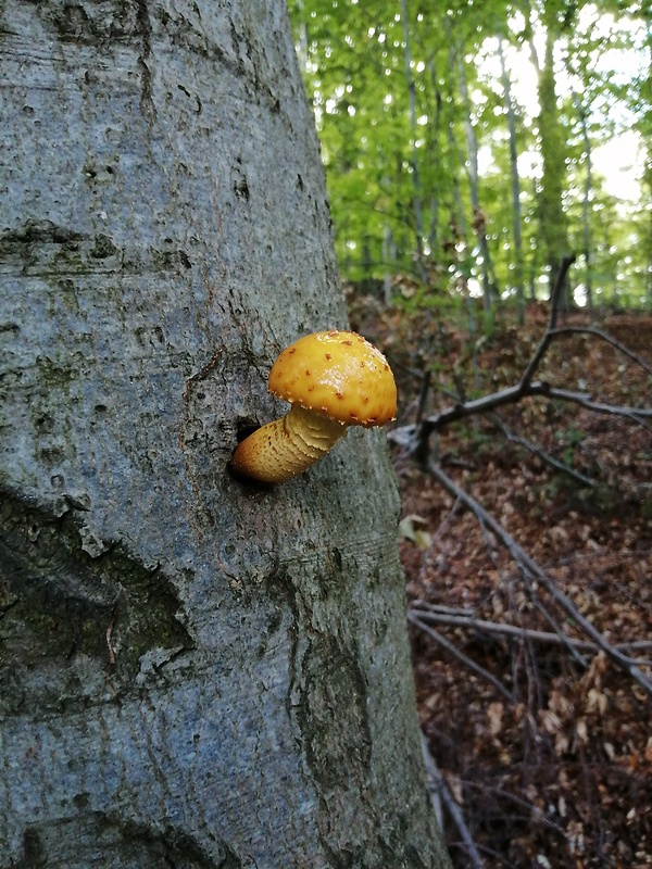 šupinovka slizká Pholiota adiposa (Batsch) P. Kumm.