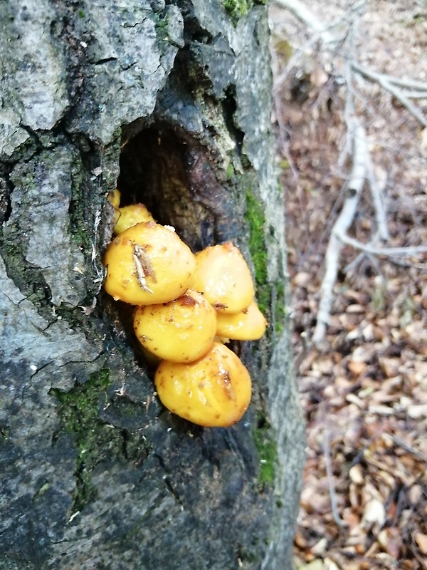 šupinovka slizká Pholiota adiposa (Batsch) P. Kumm.