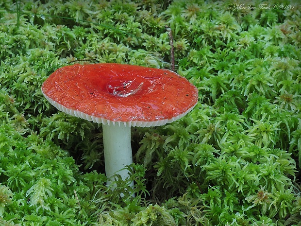 plávka škodlivá Russula emetica (Schaeff.) Pers.