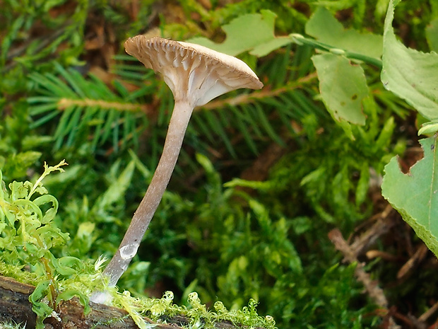 kalichovka drevná Arrhenia epichysium (Pers.) Redhead, Lutzoni, Moncalvo & Vilgalys