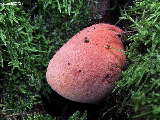 pečeňovec dubový Fistulina hepatica (Schaeff.) With.