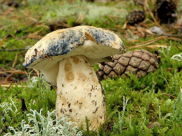 hríbnik modrejúci Gyroporus cyanescens (Bull.) Quél.