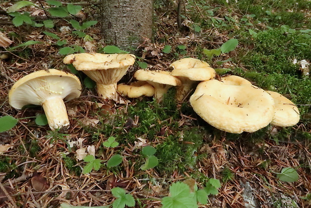 rýdzik jamkatý Lactarius intermedius (Krombh.) Berk. & Broome