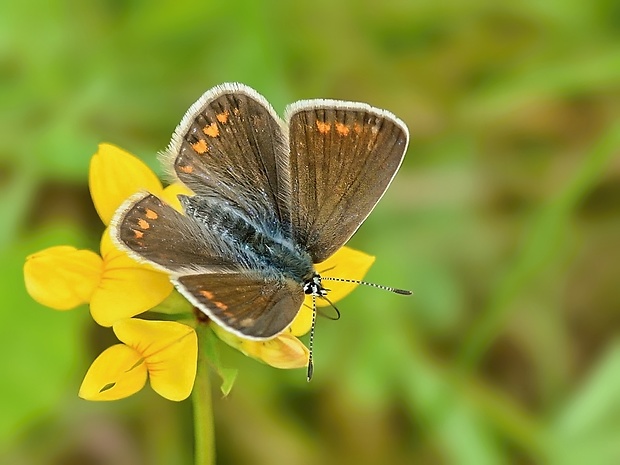 modráčik obyčajný ♀ Polyommatus icarus