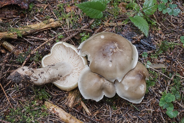 čírovka mydlová Tricholoma saponaceum (Fr.) P. Kumm.