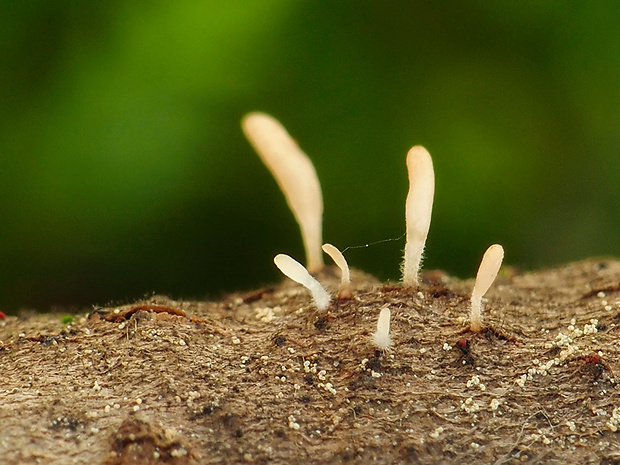 piestovka  Typhula sp.