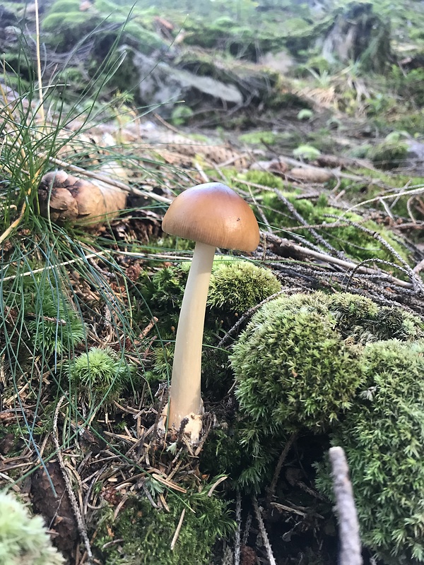 muchotrávka plavohnedá Amanita fulva Fr.