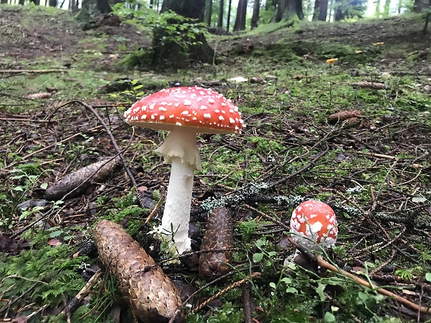 muchotrávka červená Amanita muscaria (L.) Lam.