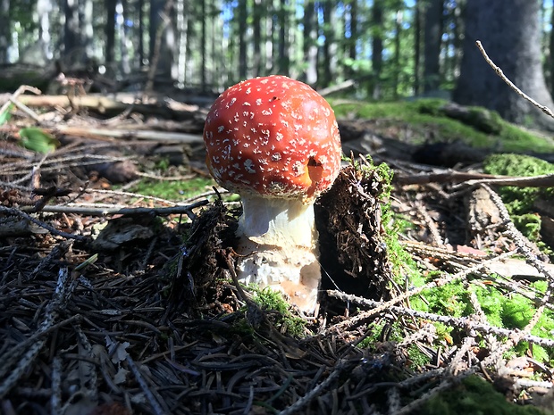 muchotrávka červená Amanita muscaria (L.) Lam.