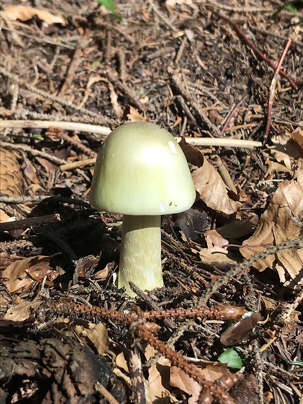 muchotrávka zelená Amanita phalloides (Vaill. ex Fr.) Link