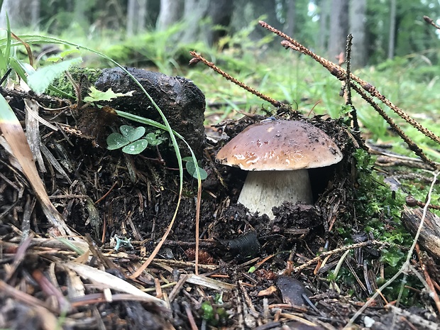 hríb smrekový Boletus edulis Bull.