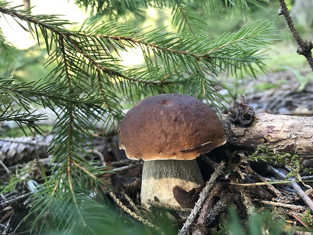 hríb smrekový Boletus edulis Bull.