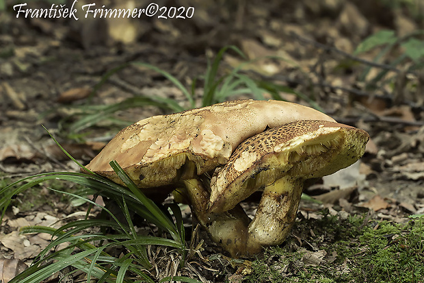 hríb príveskatý Butyriboletus appendiculatus (Schaeff. ex Fr.) Secr.