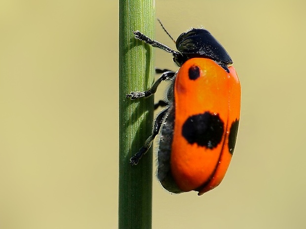 vrbinár štvorbodý Clytra quadripunctata