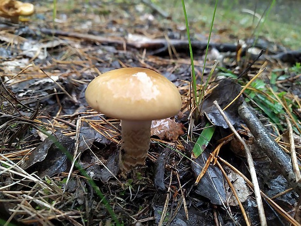 pavučinovec Cortinarius sp.