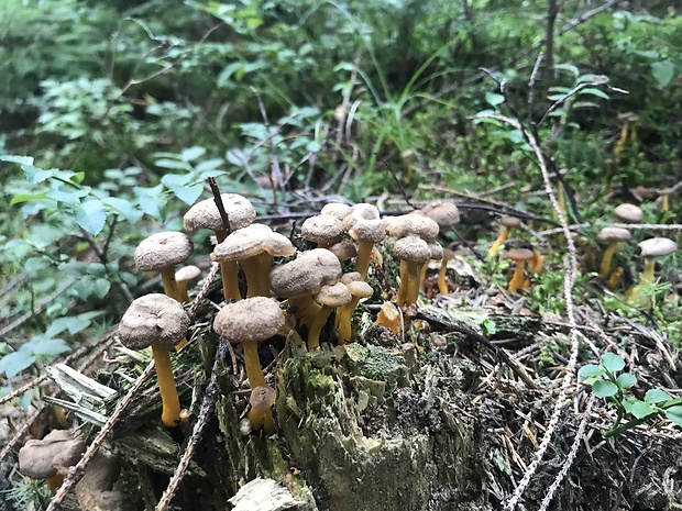 kuriatko lievikovité Craterellus tubaeformis (Fr.) Quél.