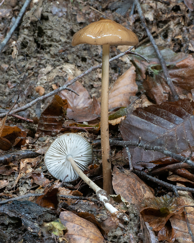 sliznačka koreňujúca Hymenopellis radicata (Relhan) R.H. Petersen