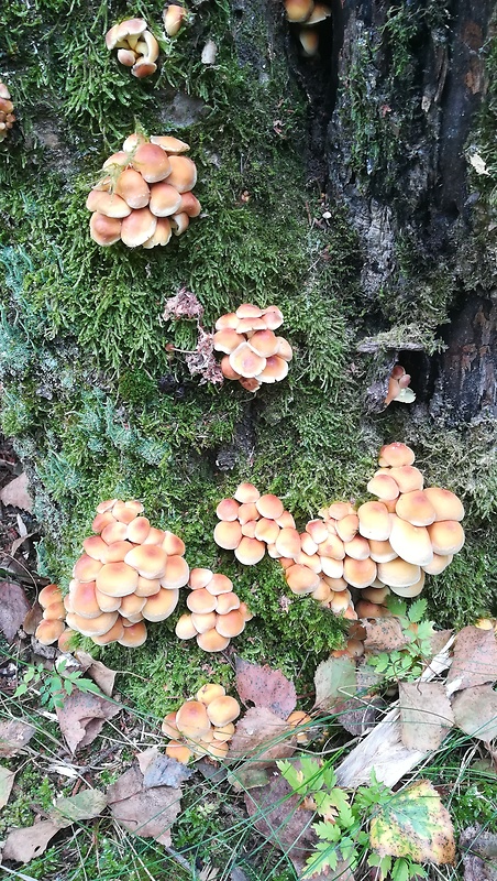 strapcovka zväzkovitá Hypholoma fasciculare (Huds.) P. Kumm.