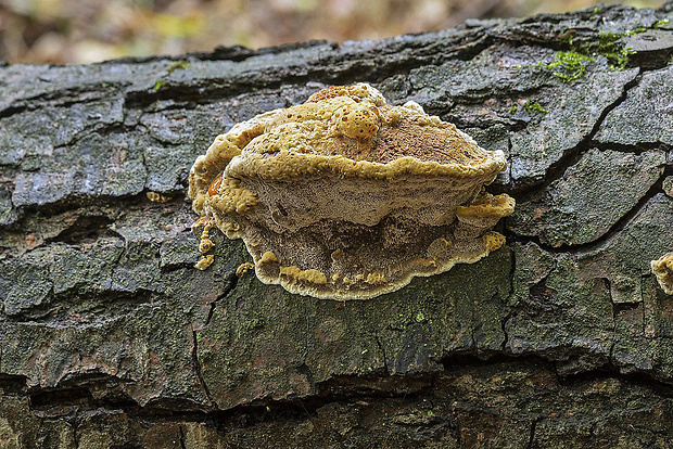 ryšavec lúčový Inonotus radiatus (Sowerby) P. Karst.