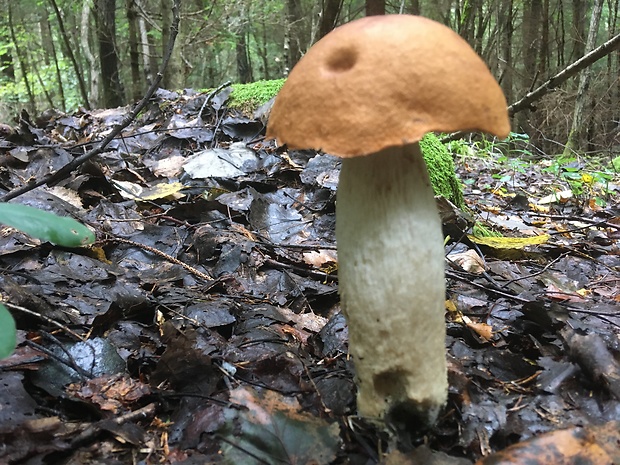 kozák osikový Leccinum albostipitatum den Bakker & Noordel.