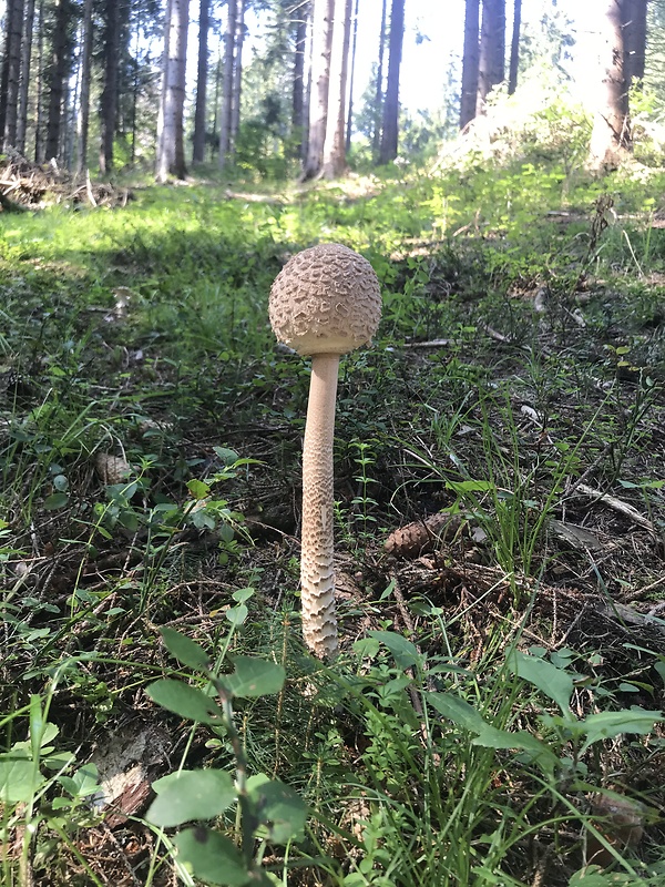 bedľa vysoká Macrolepiota procera (Scop.) Singer