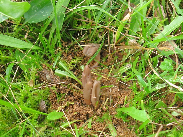 drobnojazýček Microglossum rufescens (Grélet) Bon