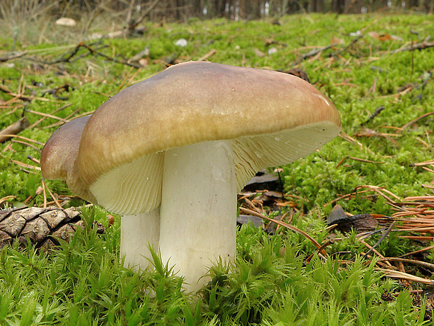 plávka Russula sp.