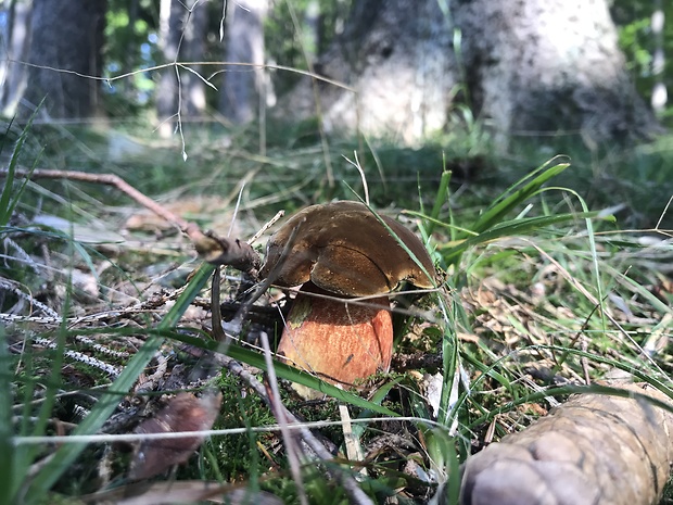 hríb zrnitohlúbikový Sutorius luridiformis (Rostk.) G. Wu & Zhu L. Yang