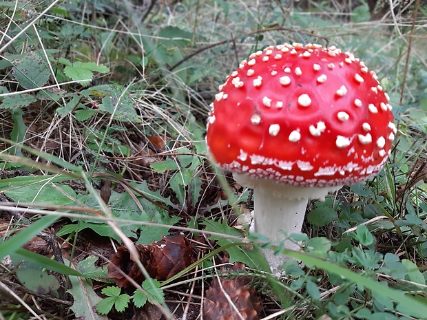 muchotrávka červená Amanita muscaria (L.) Lam.